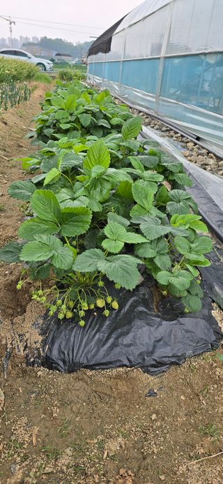 청산님의 5월 농사계획 공유하기 · 참여글 작성글 사진