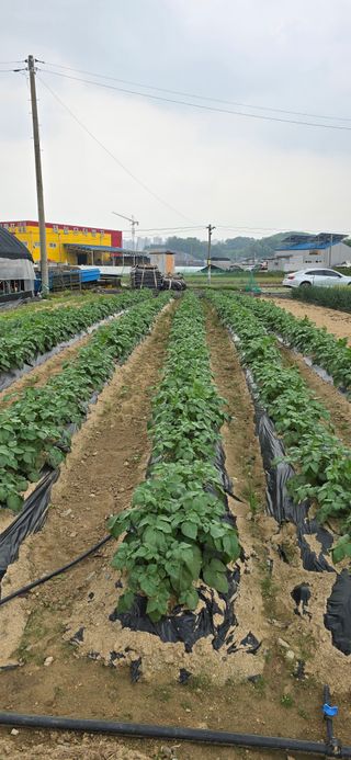 청산님의 5월 농사계획 공유하기 · 참여글 작성글 사진