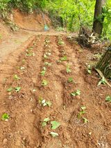 팜모닝 자유주제·자유게시판 게시글 이미지
