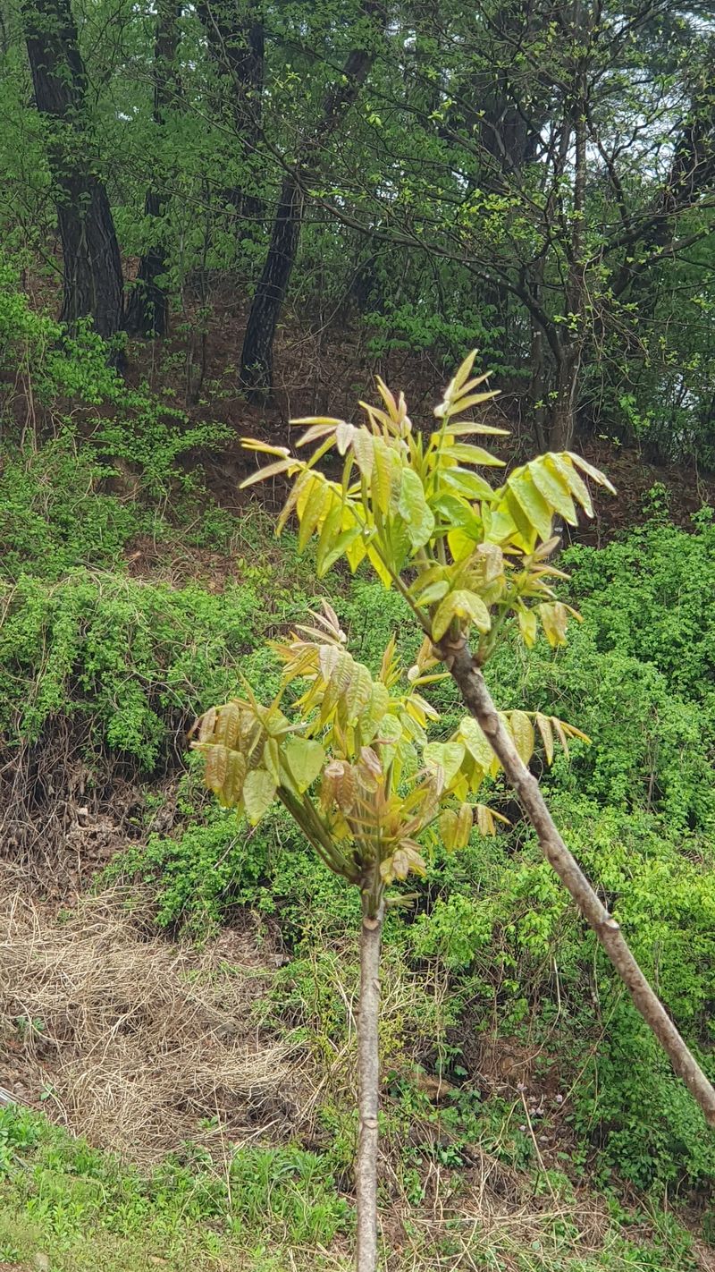 장터 상품 [옻순500g 마감됨] 썸네일
