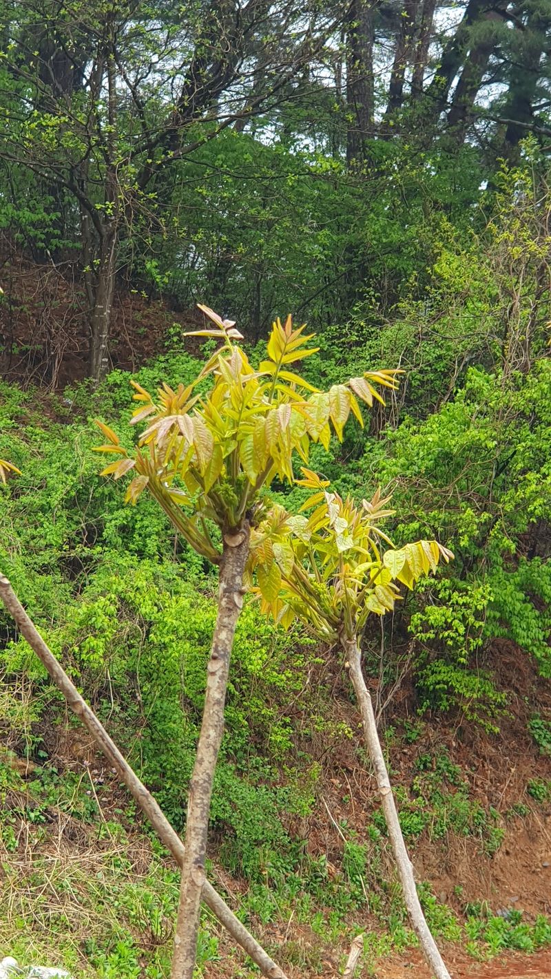 인생은 소풍처럼님의 장터 판매 상품 [옻순500g 마감됨] 첨부 사진