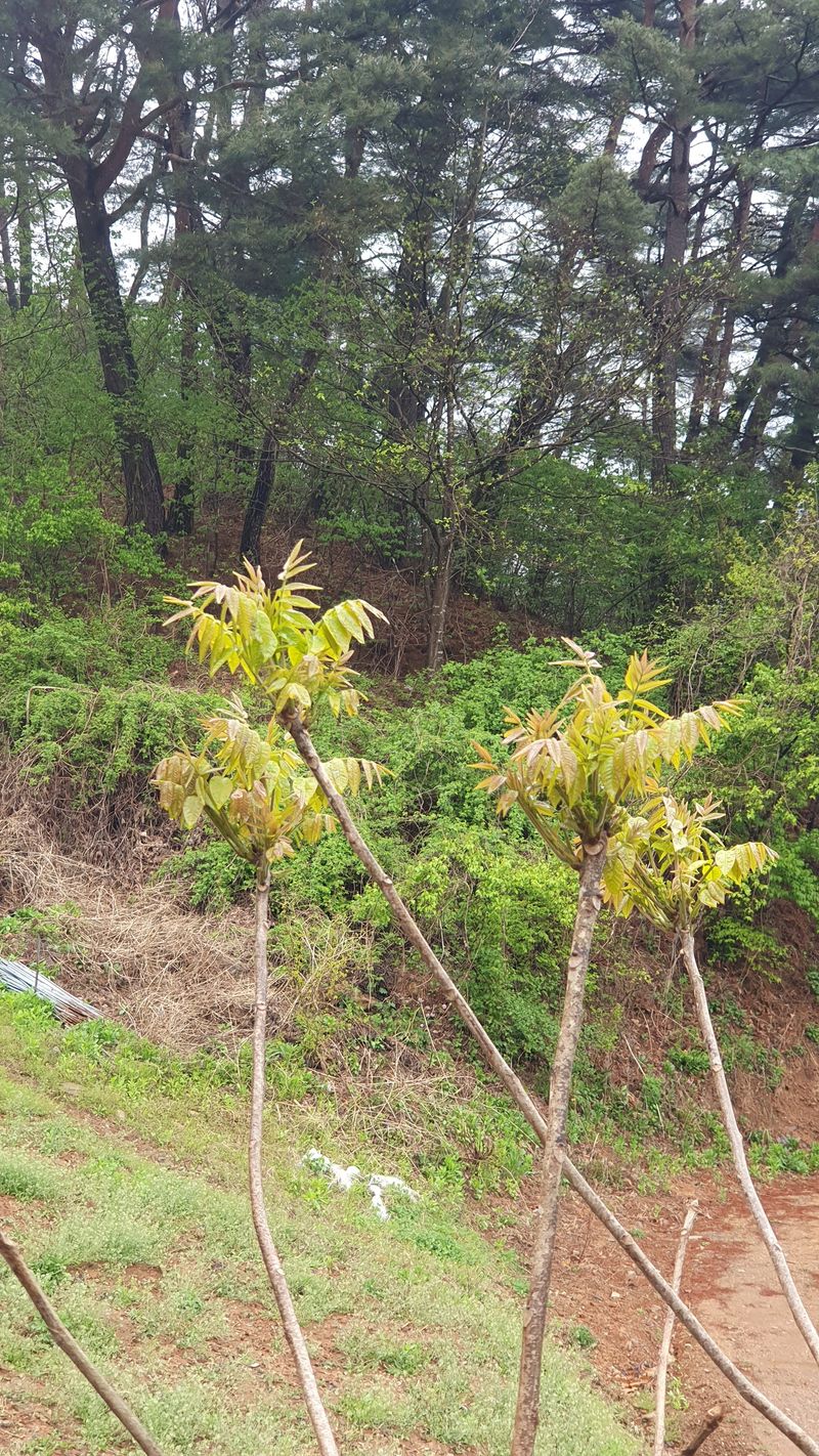 인생은 소풍처럼님의 장터 판매 상품 [옻순500g 마감됨] 첨부 사진