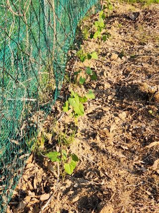 남창농사꾼님의 상추 · 영농일지 작성글 사진
