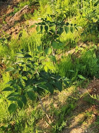 남창농사꾼님의 상추 · 영농일지 작성글 사진