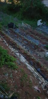 팜모닝 고구마·자유게시판 게시글 이미지