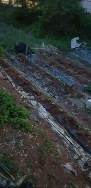 청림구관효님의 고구마 · 자유게시판 작성글 사진