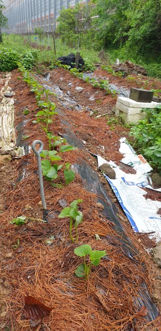 청림구관효님의 고구마 · 자유게시판 작성글 사진