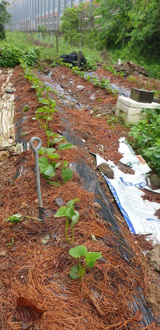 청림구관효님의 고구마 · 자유게시판 작성글 사진