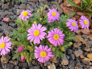 소망이님의 5월 농사계획 공유하기 · 참여글 작성글 사진