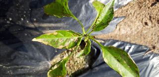 이진국님의 고추 · 병해충상담 작성글 사진