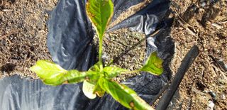 이진국님의 고추 · 병해충상담 작성글 사진