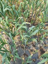 팜모닝 마늘·영농일지 게시글 이미지