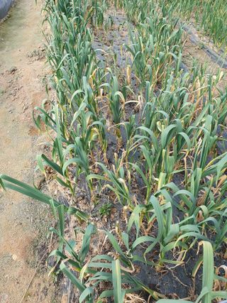 백승란햇사레복숭아님의 마늘 · 영농일지 작성글 사진