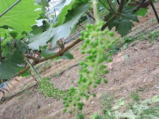 포도님의 자유주제 · 자유게시판 작성글 사진