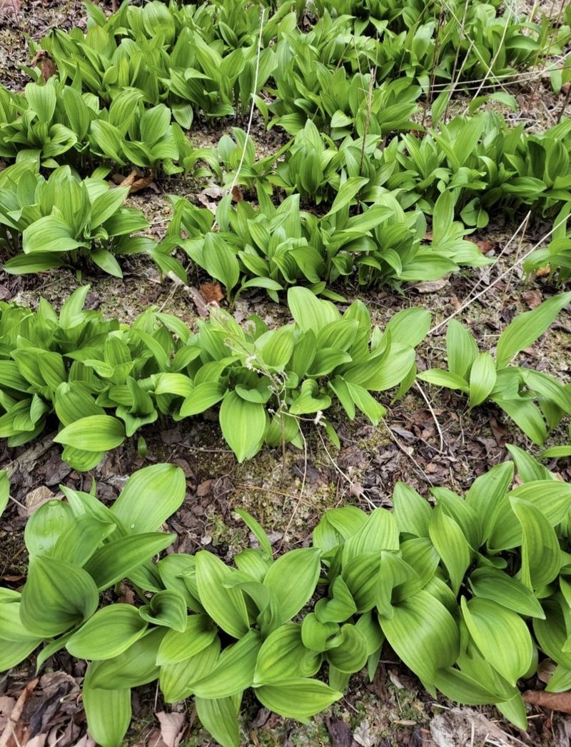 장터 상품 [[판매완료]평창 산마늘 명이나물] 썸네일