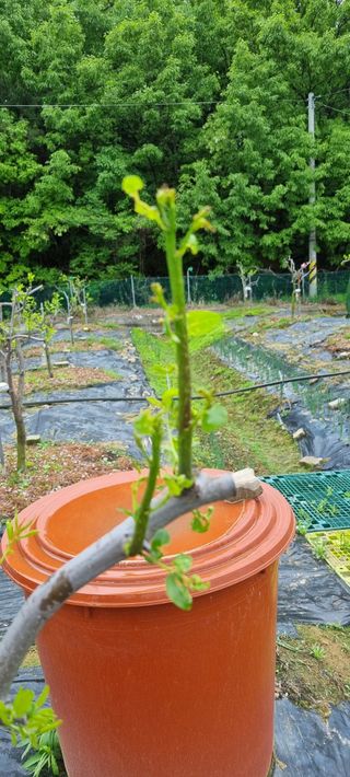 윤섭님의 기타작물 · 병해충상담 작성글 사진