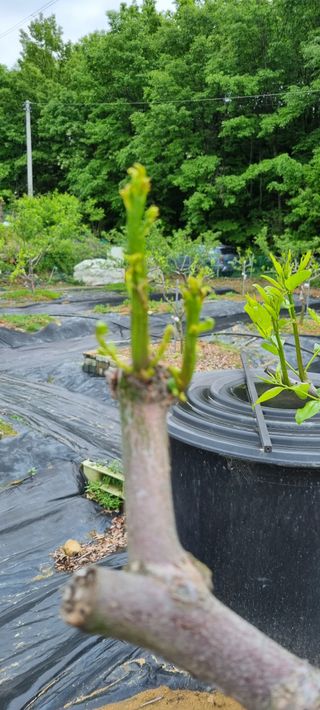 윤섭님의 기타작물 · 병해충상담 작성글 사진