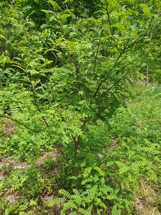 김철원,바람산인님의 고추 · 일상 작성글 사진