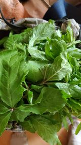 팜모닝 기타작물·영농일지 게시글 이미지