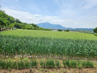 장재갑님의 마늘 · 영농일지 작성글 사진