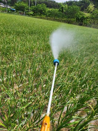 장재갑님의 마늘 · 영농일지 작성글 사진