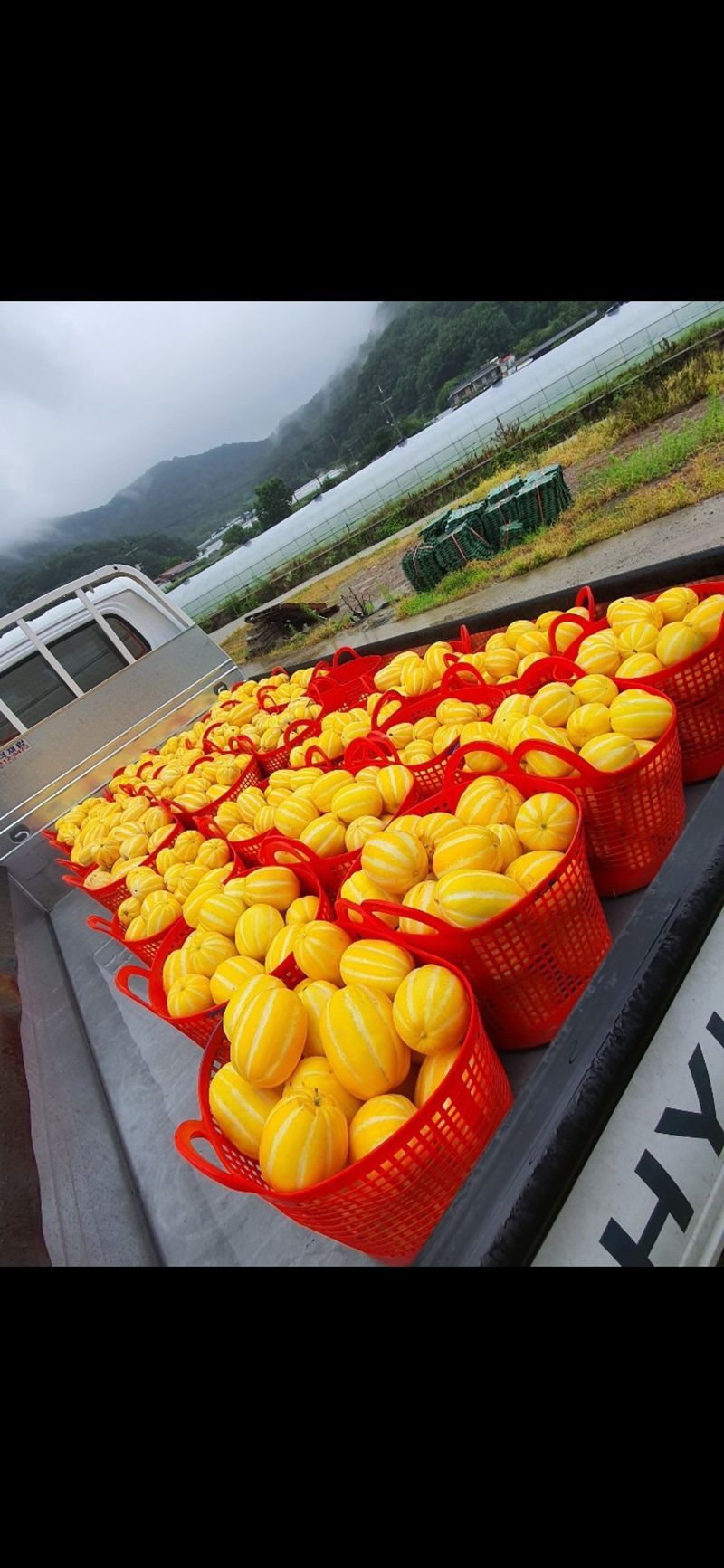 참외님의 장터 판매 상품 [성주참외3k.5k.10k 특별세일 팝니다] 첨부 사진