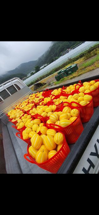 참외님의 작성글 사진