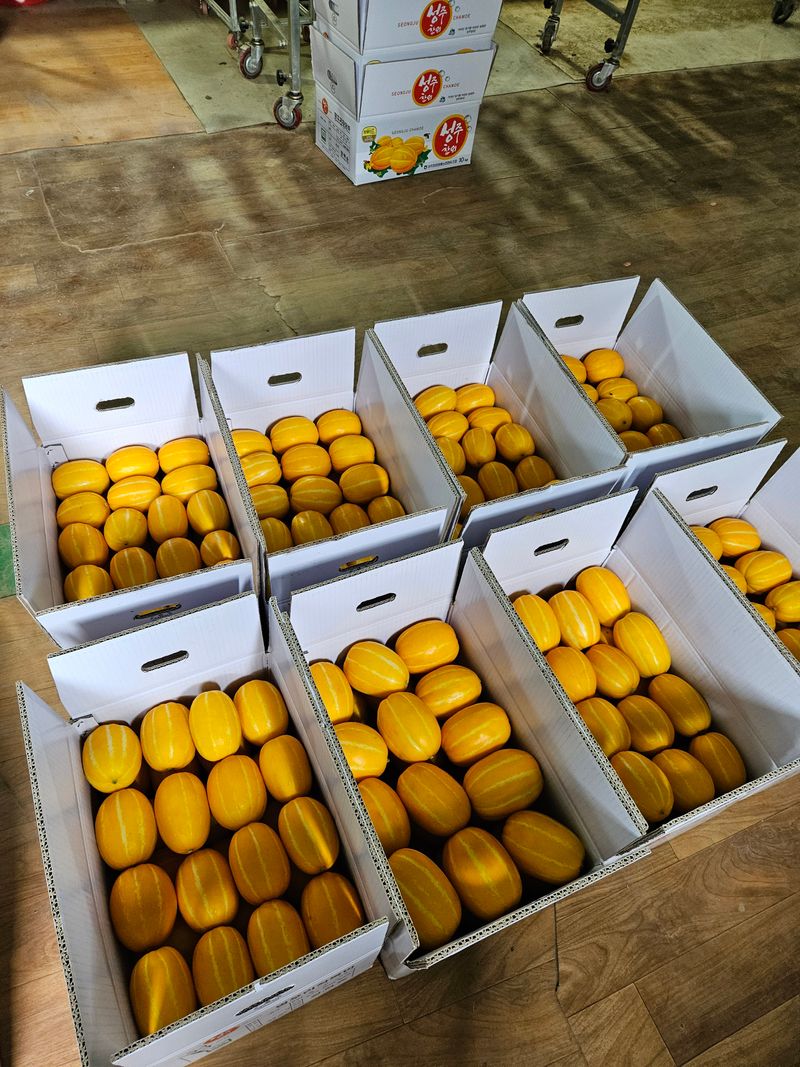 참외님의 장터 판매 상품 [성주참외3k.5k.10k 특별세일 팝니다] 첨부 사진