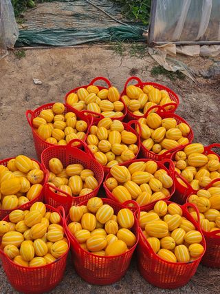 참외님의 작성글 사진