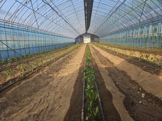 전봉우(채미농원)님의 고추 · 영농일지 작성글 사진