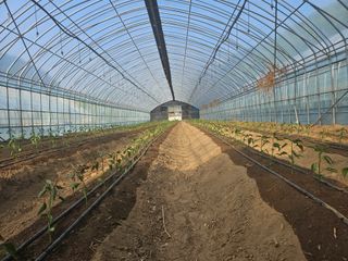 전봉우(채미농원)님의 고추 · 영농일지 작성글 사진