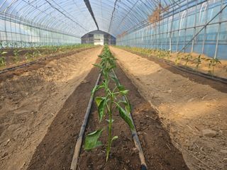 전봉우(채미농원)님의 고추 · 영농일지 작성글 사진