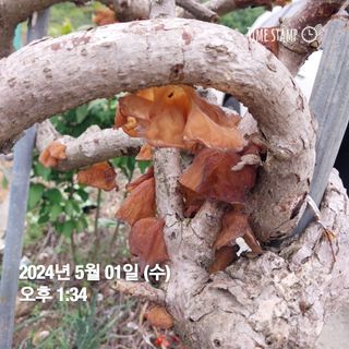영조님의 5월 농사계획 공유하기 · 참여글 작성글 사진