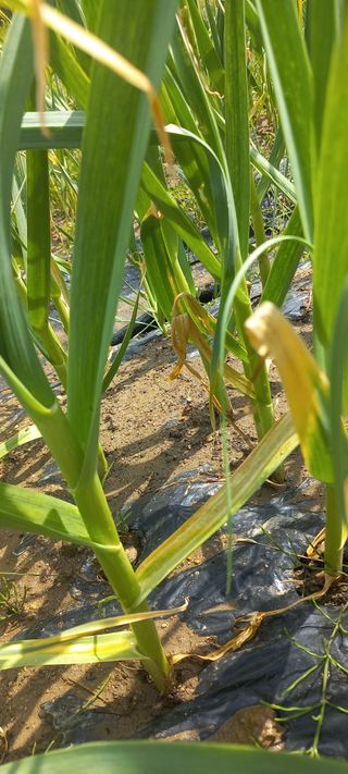 김고현님의 마늘 · 병해충상담 작성글 사진