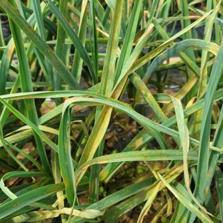 최득길님의 마늘 · 병해충상담 작성글 사진