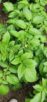 팜모닝 자유주제·자유게시판 게시글 이미지