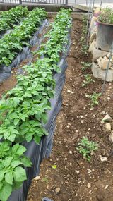 팜모닝 자유주제·자유게시판 게시글 이미지