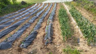 마늘님의 자유주제 · 자유게시판 작성글 사진