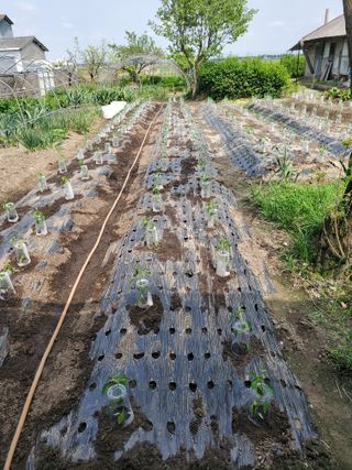 정경현님의 고추 · 영농일지 작성글 사진