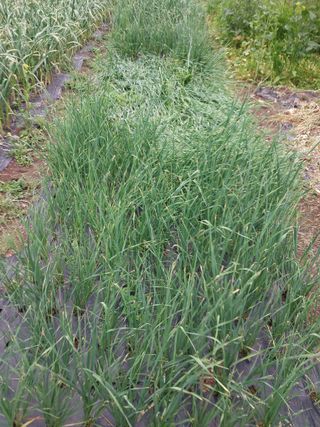 소규모는님의 5월 농사계획 공유하기 · 참여글 작성글 사진