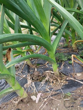 소규모는님의 5월 농사계획 공유하기 · 참여글 작성글 사진