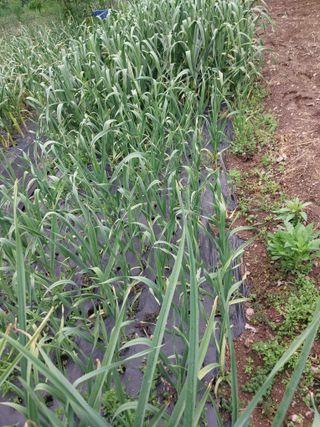 소규모는님의 5월 농사계획 공유하기 · 참여글 작성글 사진