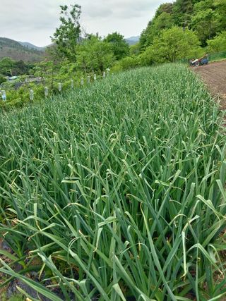 소규모는님의 5월 농사계획 공유하기 · 참여글 작성글 사진