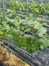 팜모닝 포도·병해충상담 게시글 이미지