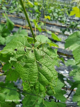 귀농대박님의 포도 · 병해충상담 작성글 사진