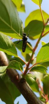 팜모닝 자두·병해충상담 게시글 이미지