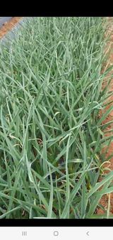 팜모닝 마늘·영농일지 게시글 이미지