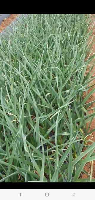 평강의은혜님의 마늘 · 영농일지 작성글 사진