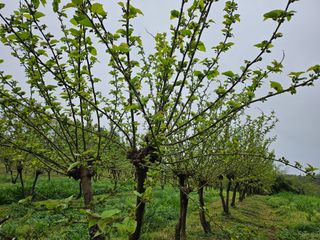 신이내린오디 정가네님의 5월 농사계획 공유하기 · 참여글 작성글 사진