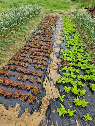 신이내린오디 정가네님의 5월 농사계획 공유하기 · 참여글 작성글 사진